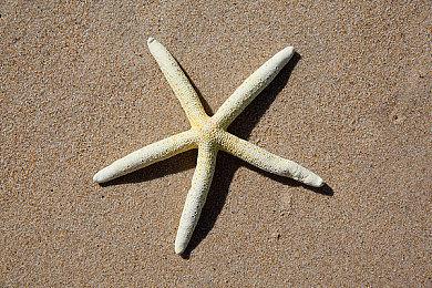 《真女神转生5》恶魔介绍：印度神话情爱女神荼吉尼