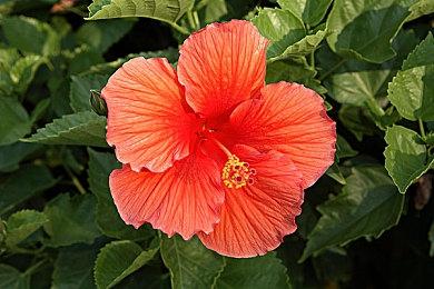 《无人深空》“奇点”更新预告视频 现已正式上线